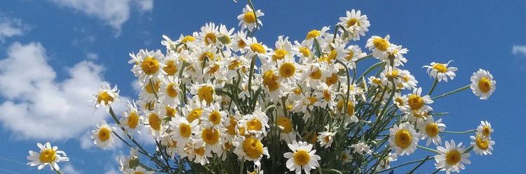 seraapss's profile banner image