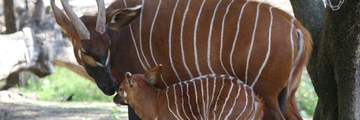 arca_zoo's profile banner image