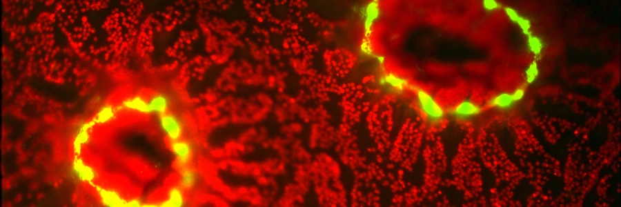 Douglas Brumley banner