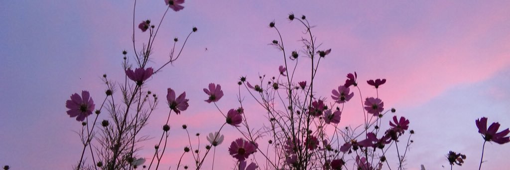 dproxxi's profile banner image