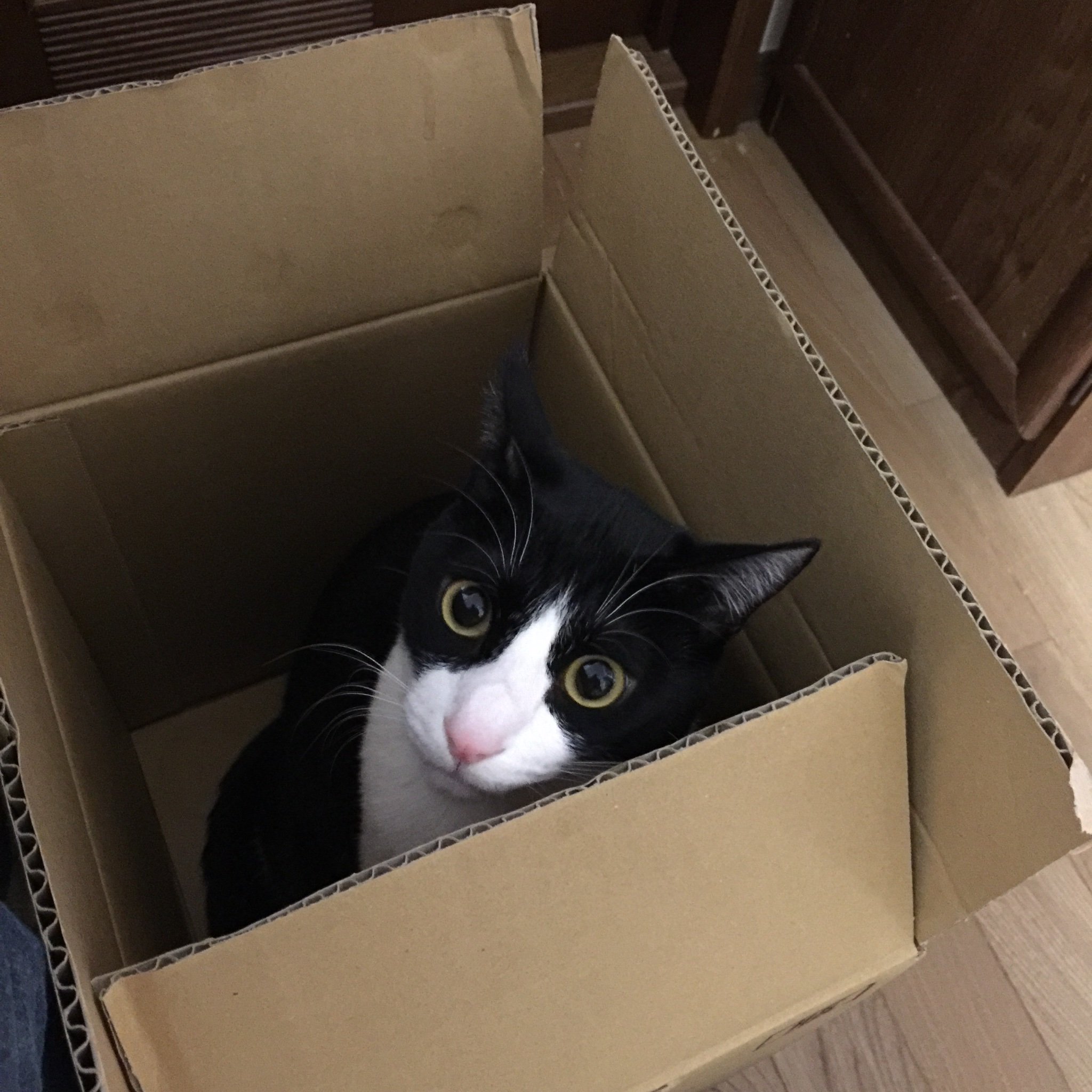 しるぬこ針 banner