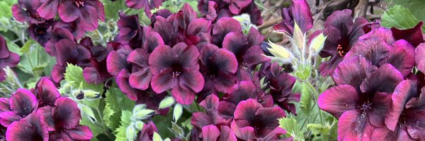 JaiyCon Profile Banner