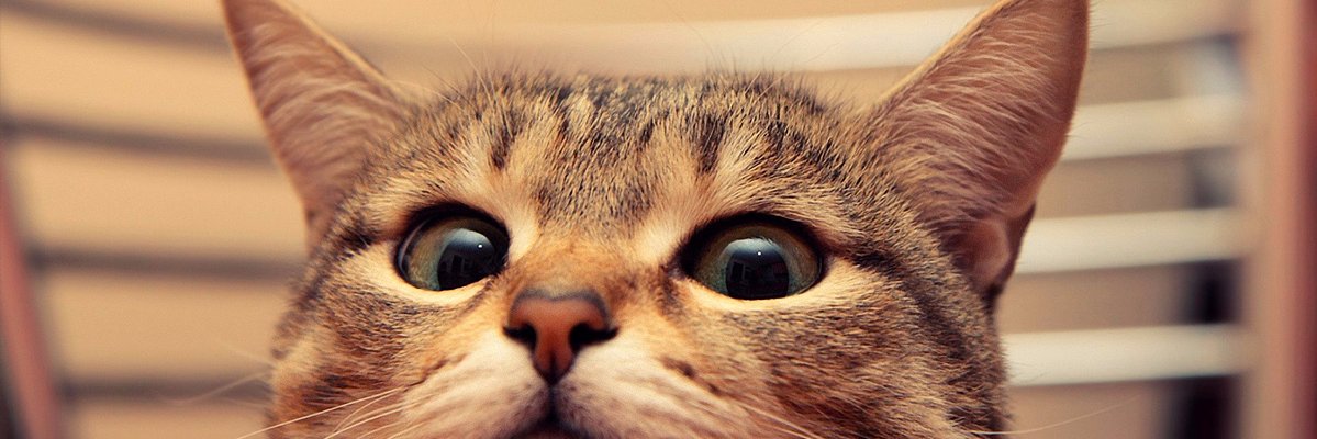 widiesella's profile banner image