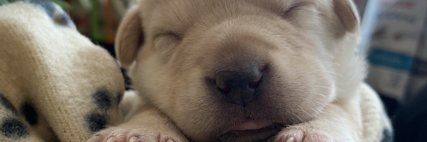 infinitewoofs's profile banner image