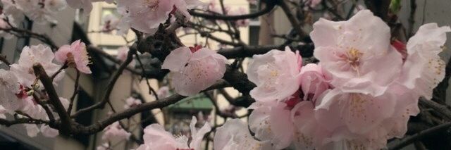 SincerelyXXI's profile banner image