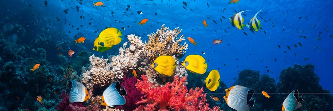 Agatha Chealse 👾 (✧ᴗ✧) 🌶️ banner