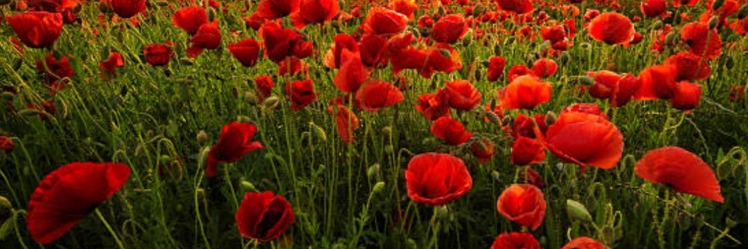 Polaca banner