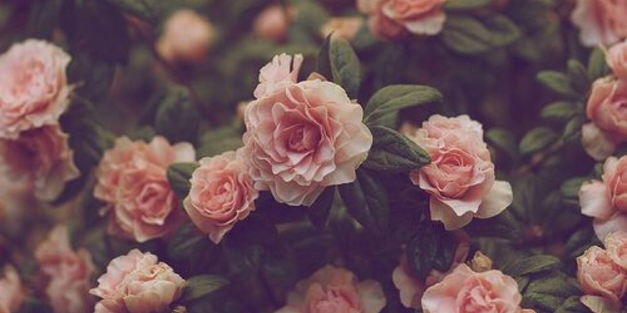 yosybellaa's profile banner image