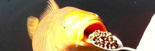 samefishydaily's profile banner image
