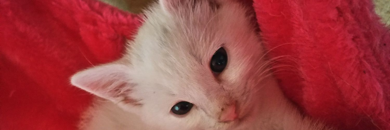 こうめ（hiro） banner