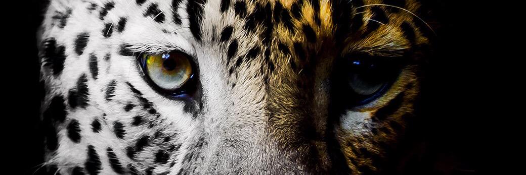 nicoss911's profile banner image
