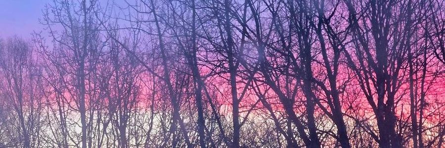 Liz ✨ banner