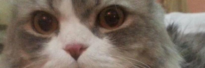 ابو عادل banner