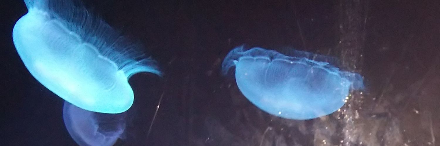 Radiotom14's profile banner image