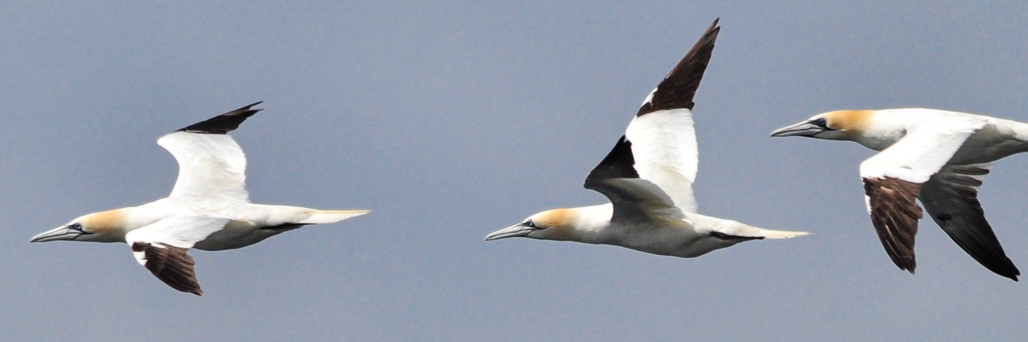 Terfy McTerfface banner