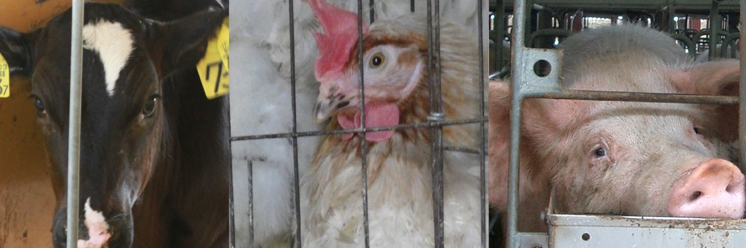 endthecage's profile banner image