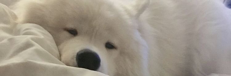 🌟🥛 banner