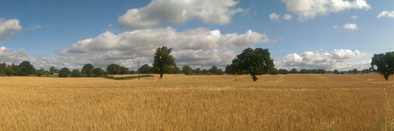 Goat in Glasses banner