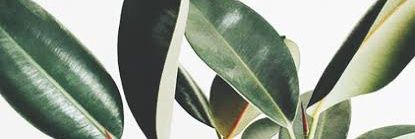 Desi Rahmawaty banner