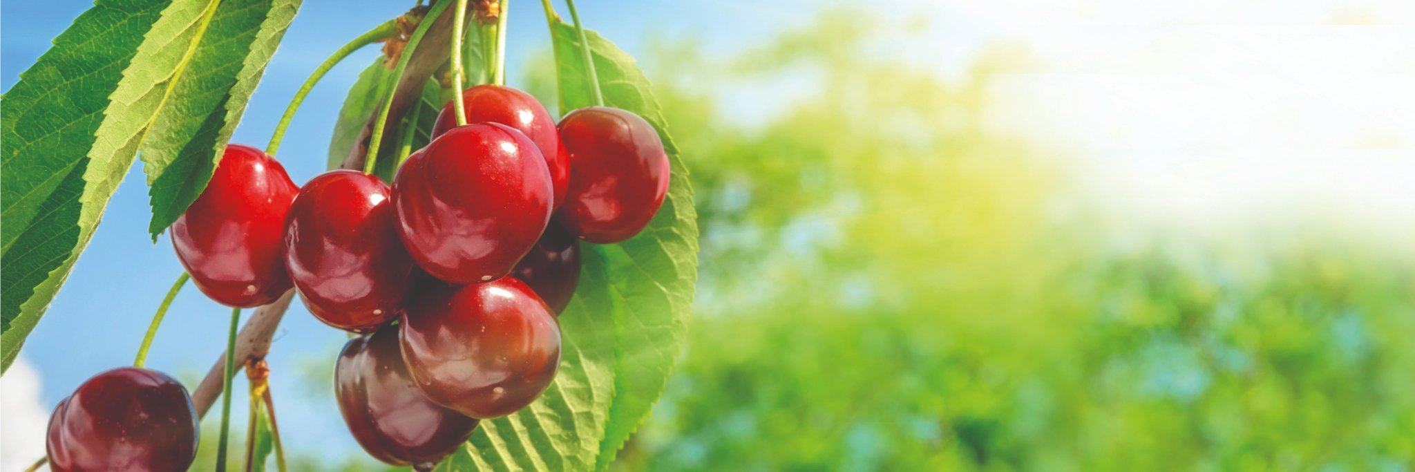 CherryGoodJuice's profile banner image