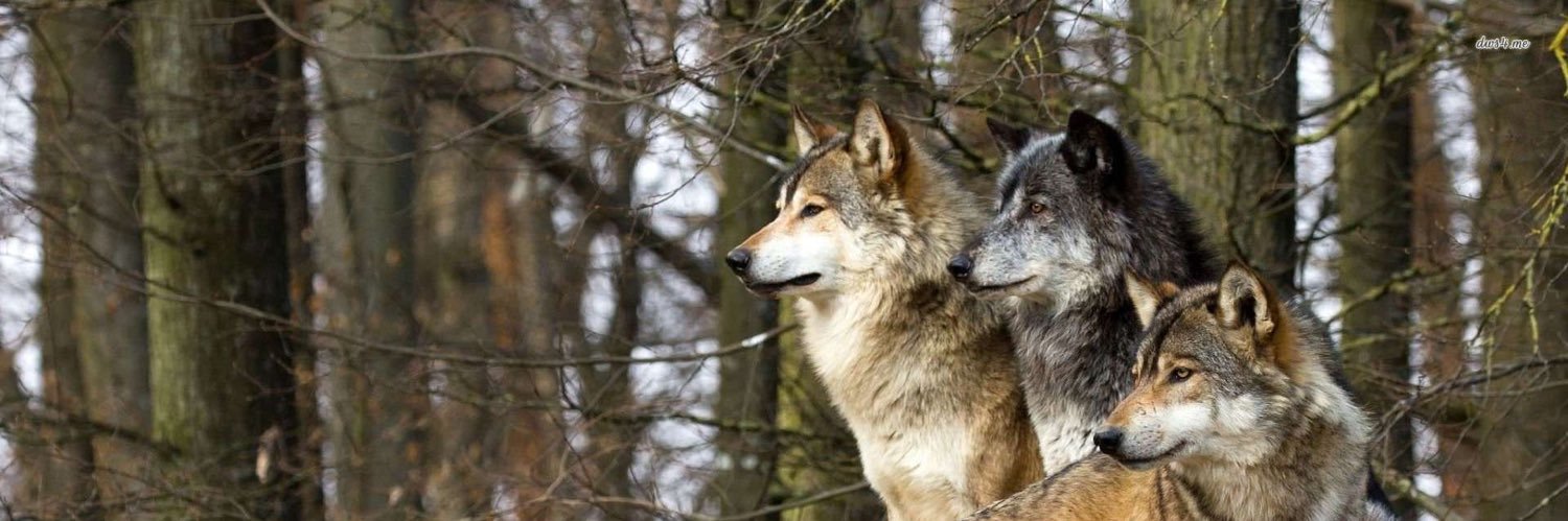Libs of Furry's banner