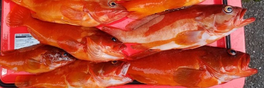 fish505050's profile banner image