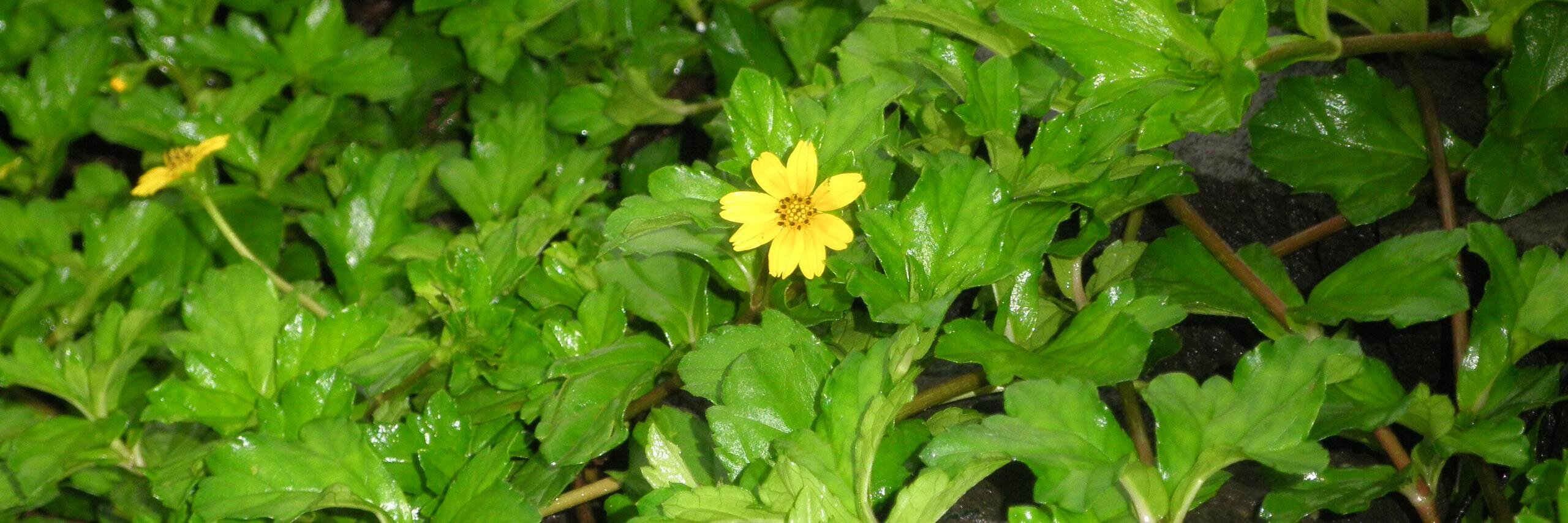 medhadeo's profile banner image