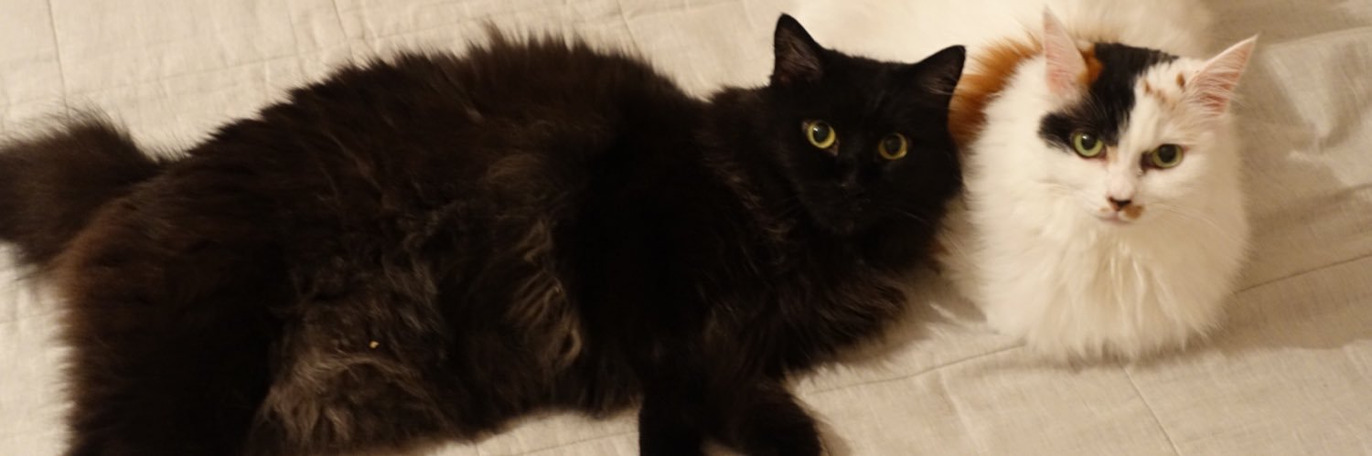 Mogpo's profile banner image