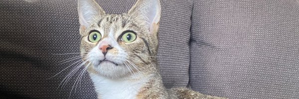 Carbsi3 Profile Banner