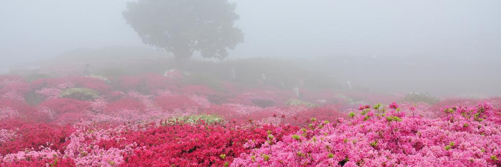 _Rosae_'s profile banner image