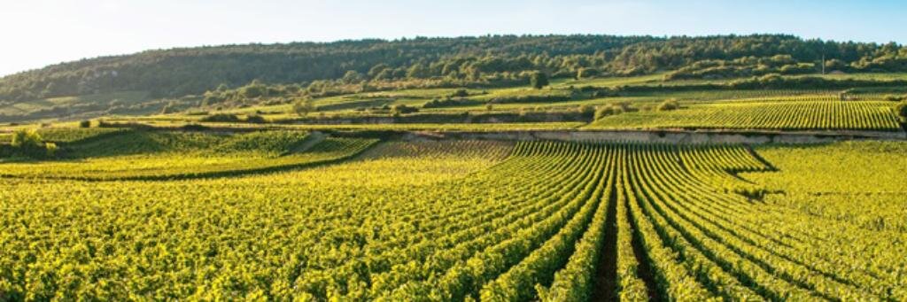 François Limoge banner