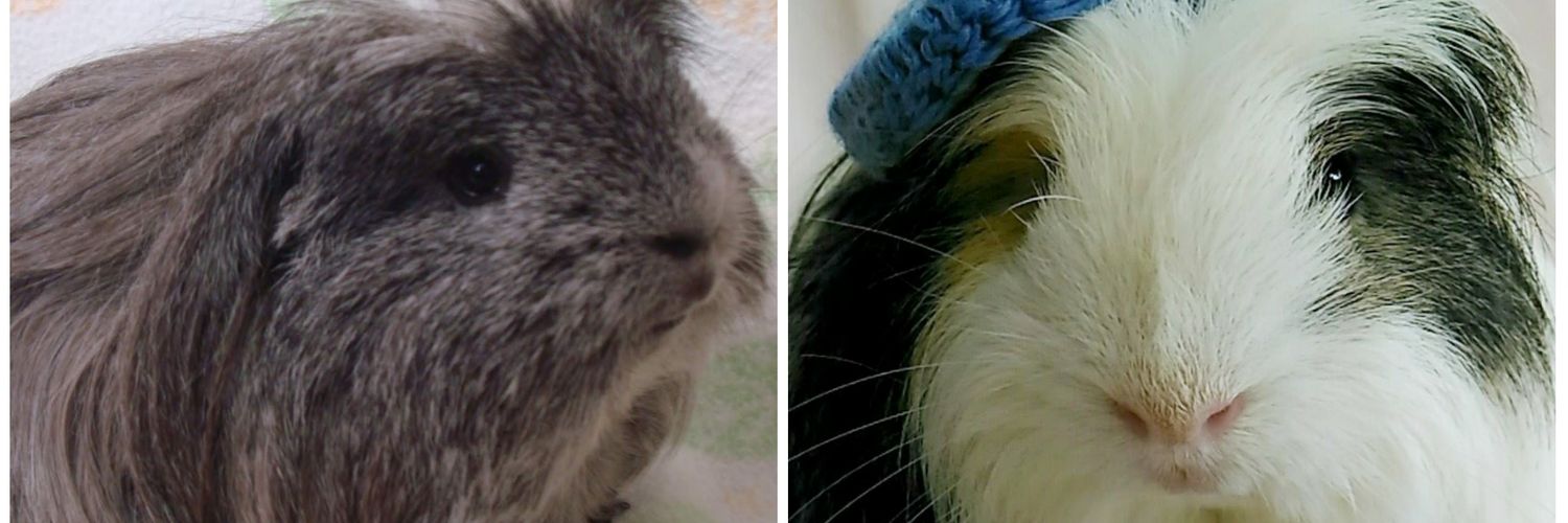 🎵小さな風🎵 banner