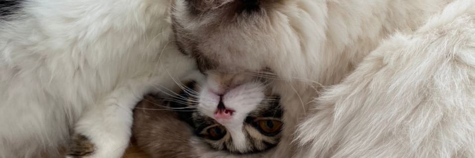 appa (ft. aegi) banner