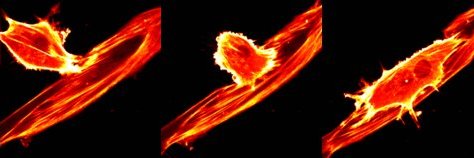 Giulia_Zarfati banner