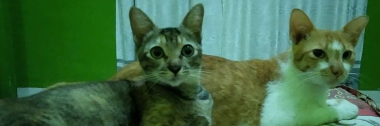 Ardina_Lubis's profile banner image