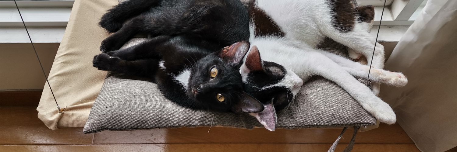 qilcats's profile banner image
