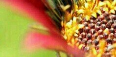 KhoschbinLine's profile banner image
