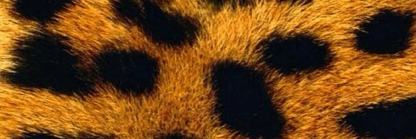 Pretty_Panther's profile banner image