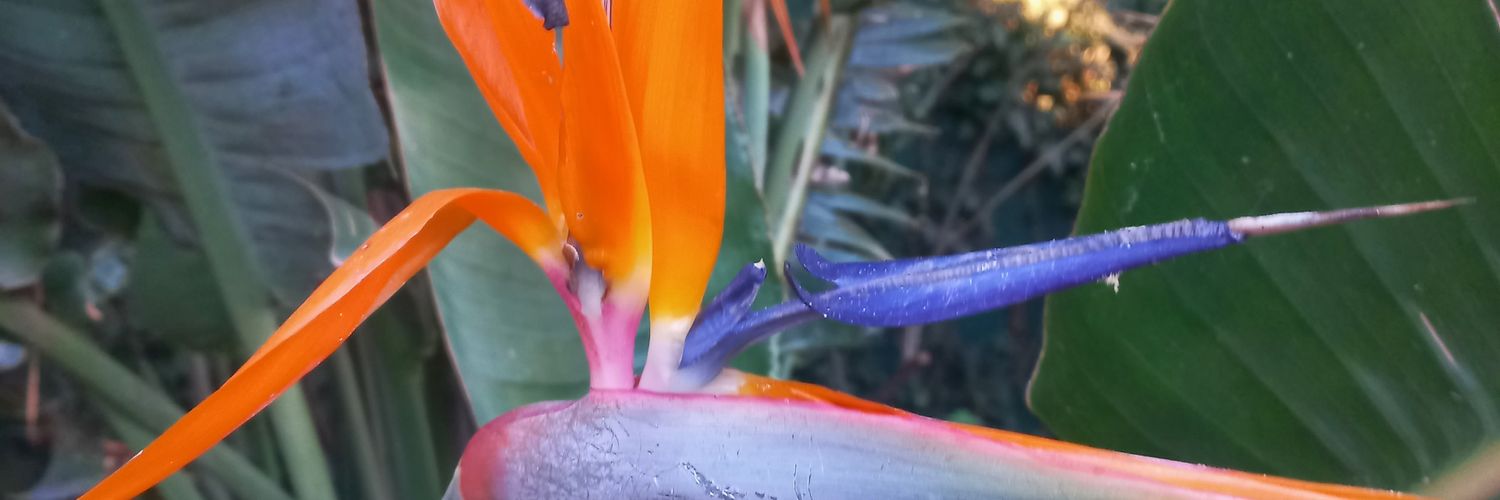 Mrs B Awesome banner