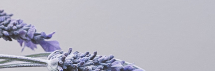 Isabela Vivo banner