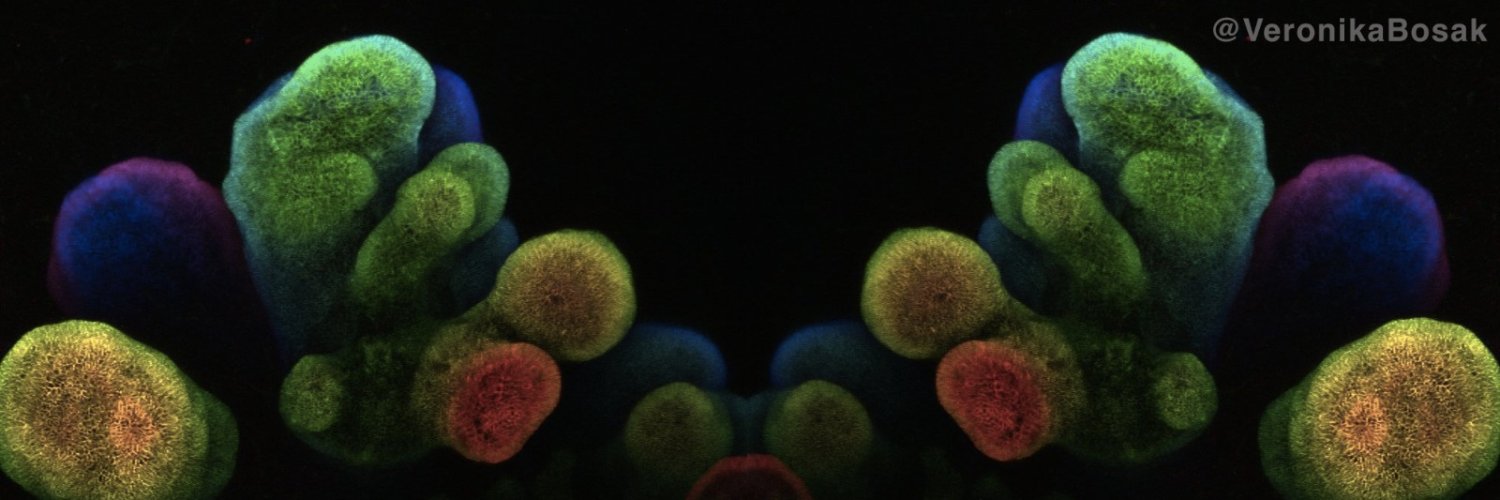 Fric_Immuno_Lab banner