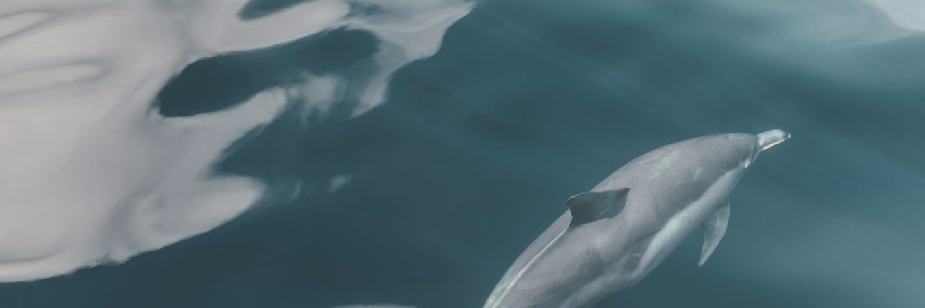 njwalt's profile banner image