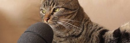 gato_opressor_'s profile banner image