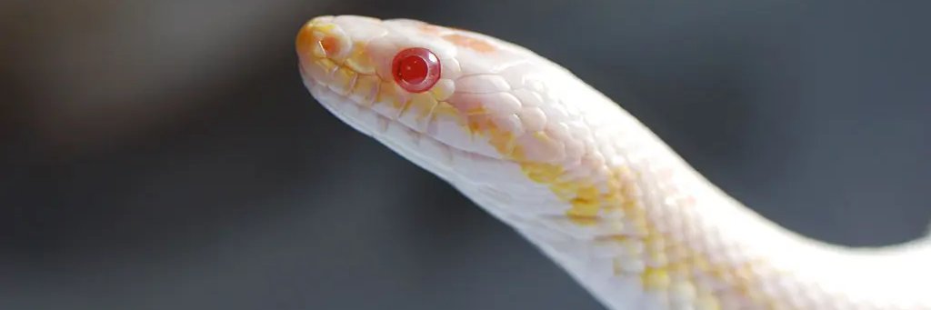 WaffleTKD's profile banner image