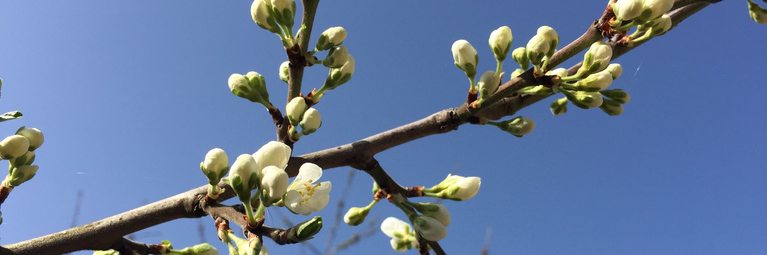 Eleanor Combley banner