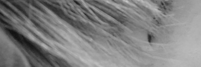 ﾋﾟｭｱﾗ໒꒱· ﾟ banner