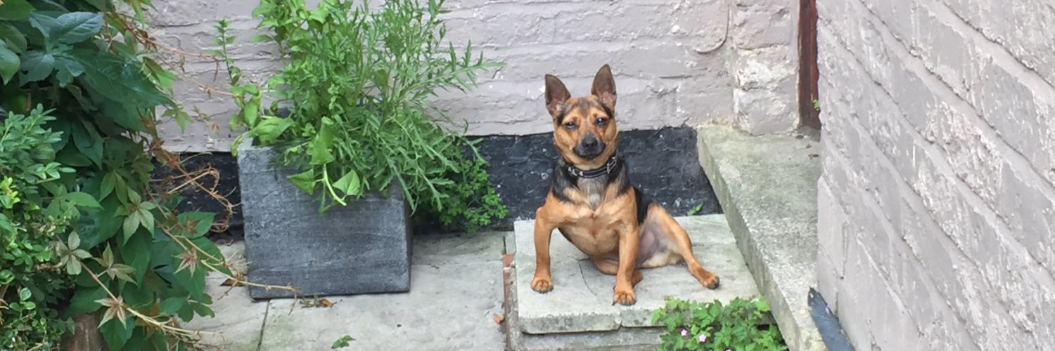 Steph Shuttleworth banner