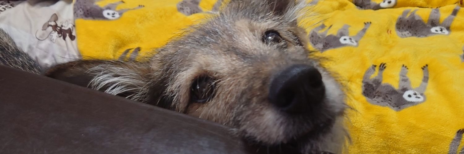 元保護犬せんりさんと世話係うめ banner