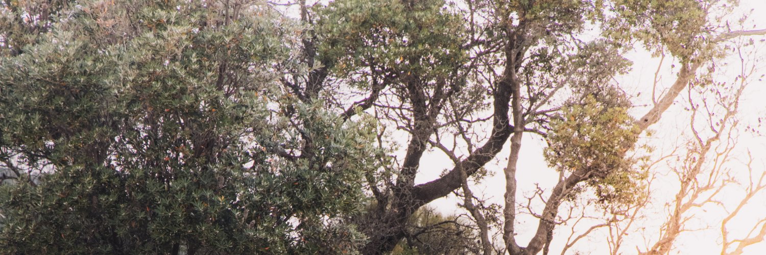MiloHlloway's profile banner image