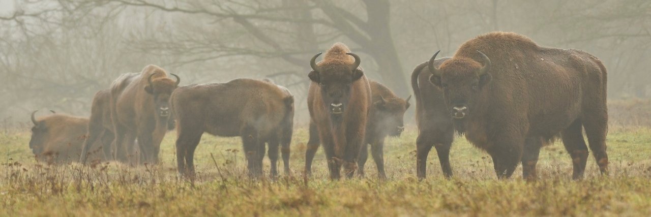 Arjen Boerman banner